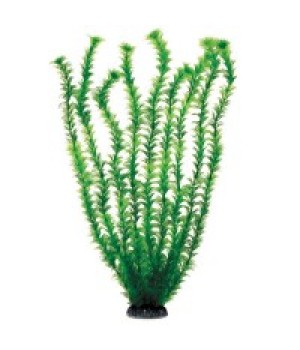 Растение пластиковое Амбулия зеленая, 50 см