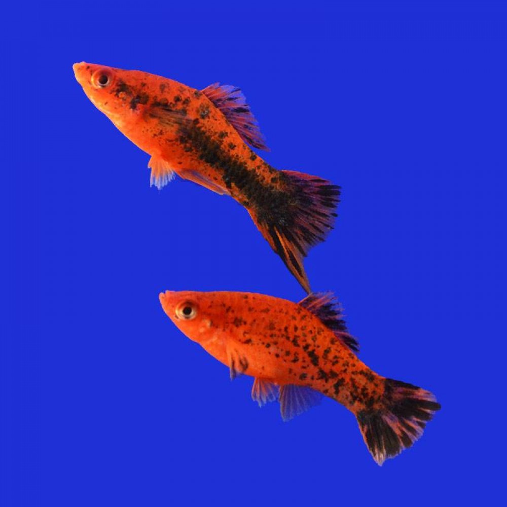Меченосец рыба фото аквариумная рыбка