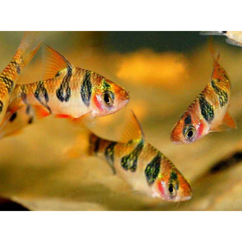 Аквариумные рыбки барбус фото. Барбусы аквариумные рыбки. Барбус суматранский. Барбус суматранский желтый. Рыба Барбус суматранский.