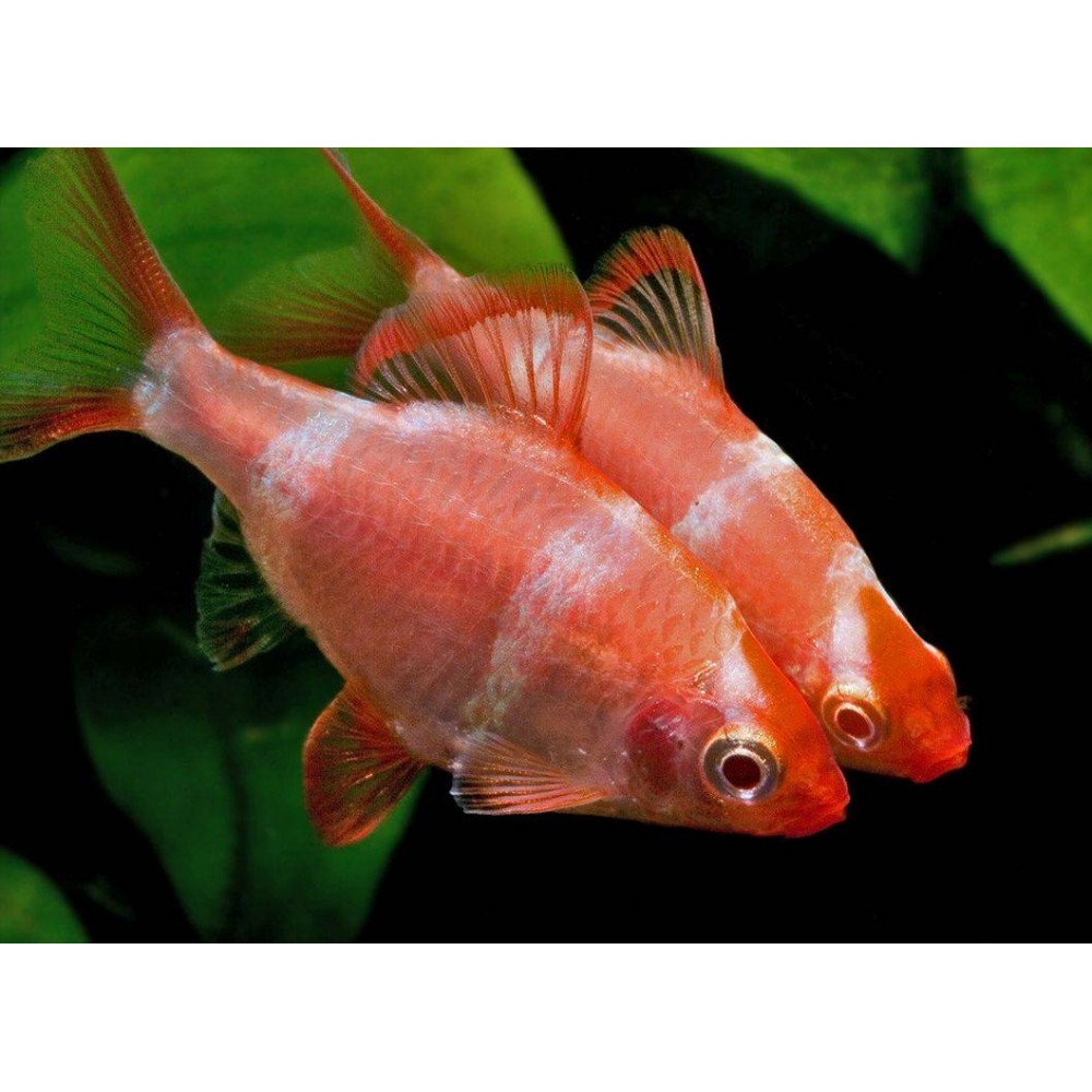 Аквариумные рыбки барбус фото. Барбус суматранский альбинос красный. Барбус суматранский альбинос. Барбусы аквариумные рыбки. Барбус суматранский вуалевый.