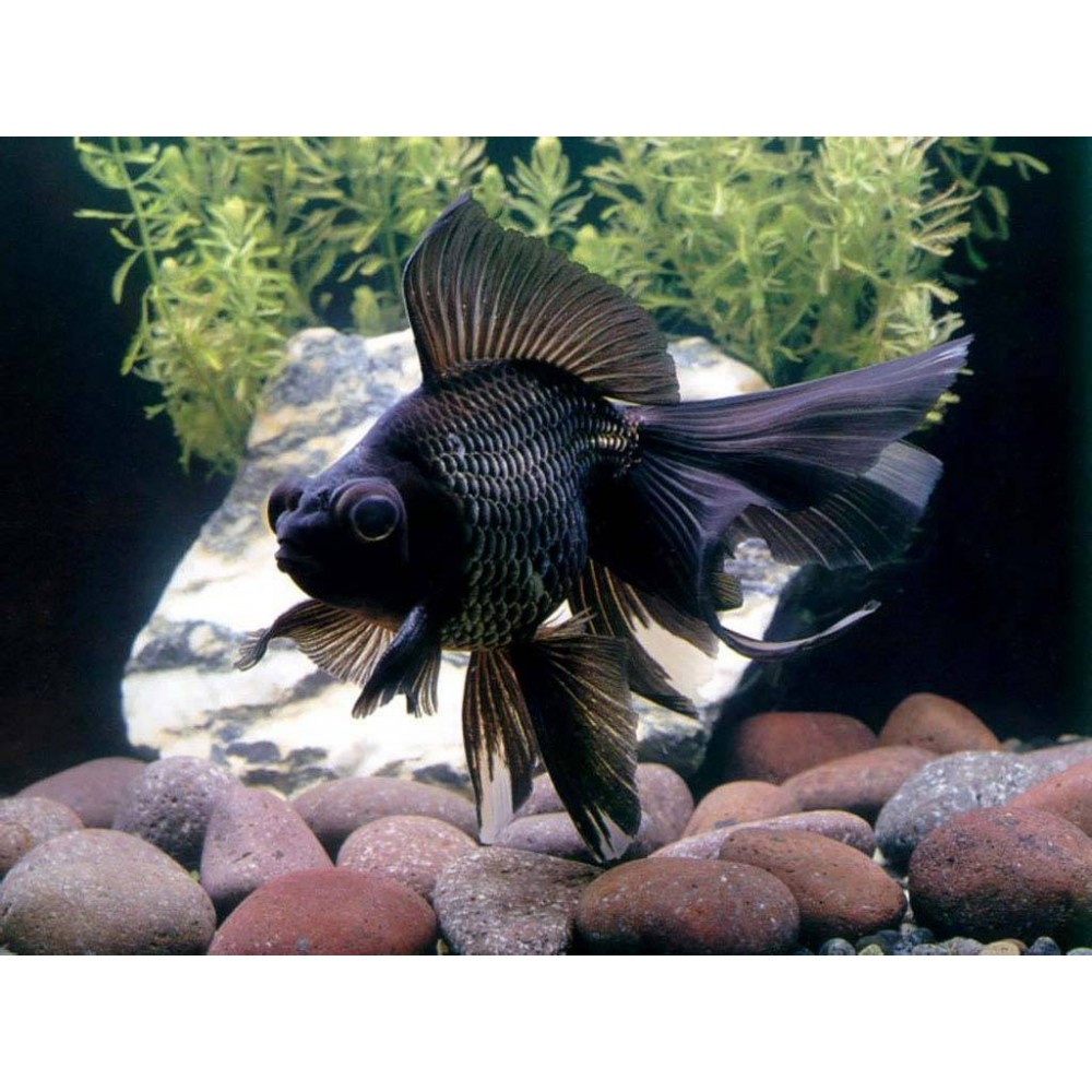 Золотая рыбка вуалехвост черный