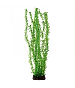 Растение "Лигодиум" зеленый, 100мм