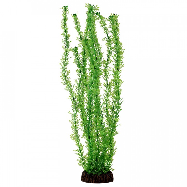 Растение "Лигодиум" зеленый, 100мм