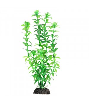 Растение "Гемиантус" зеленый, 20см