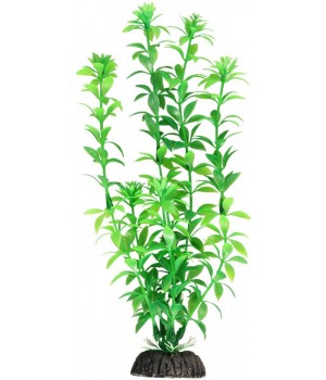 Растение "Гемиантус" зеленый,35см