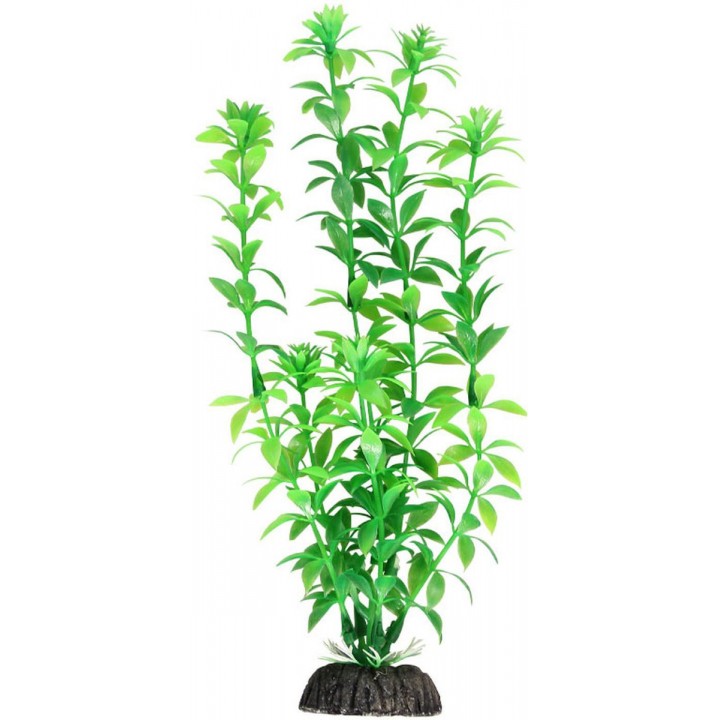 Растение "Гемиантус" зеленый,35см